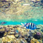 fischartem im roten meer