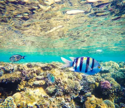 fischartem im roten meer