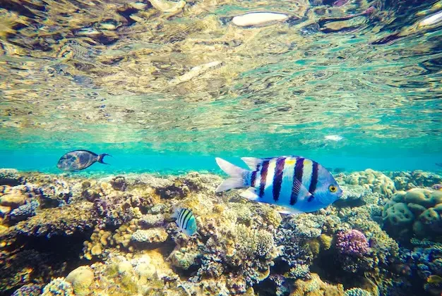 fischartem im roten meer