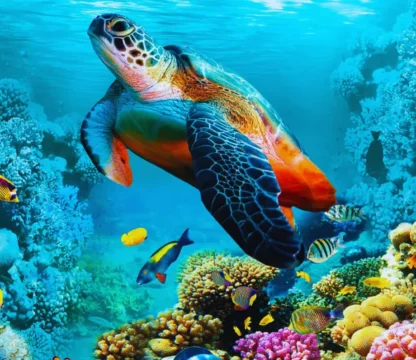 Aquarium Hurghada Preise