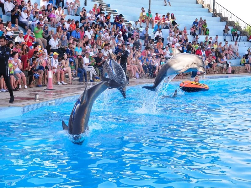 Delfin Tour Hurghada kosten