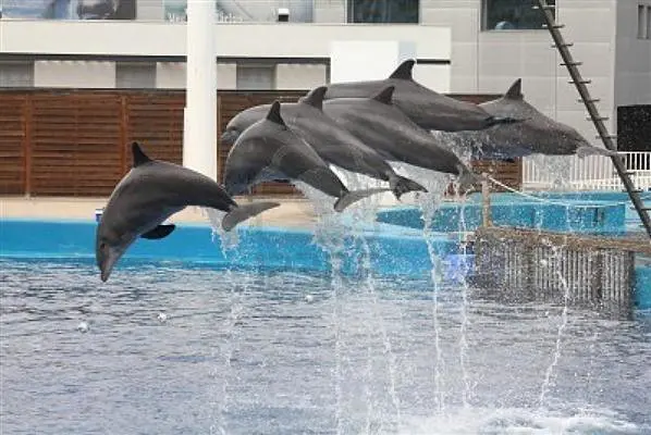 Delfinarium Hurghada Preise & Ablauf der Delfinshow – Was dich erwartet