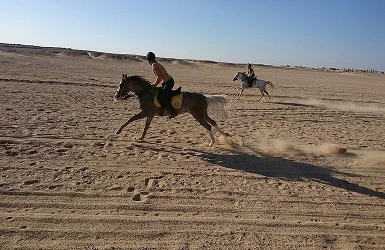 Kamelreiten Hurghada – Preise & Informationen