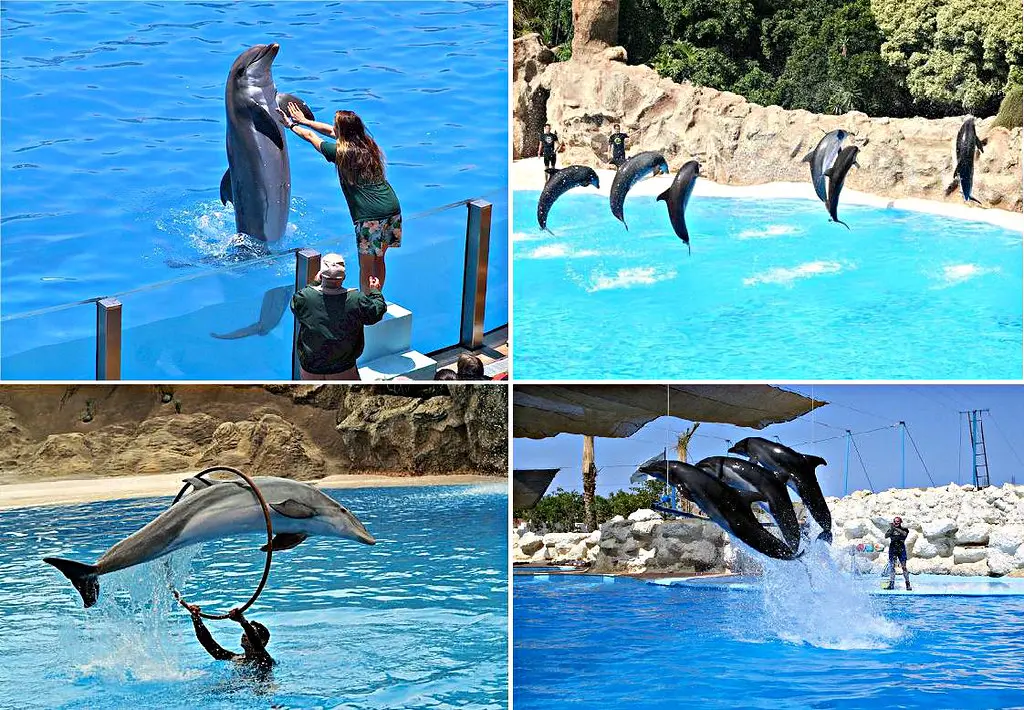 Wo findet die Delfinshow in Hurghada statt