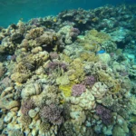 korallenriff-rotes-meer-hurghada &ndash; Inselausflug Hurghada Kosten 2026: Preise & beste Inseln