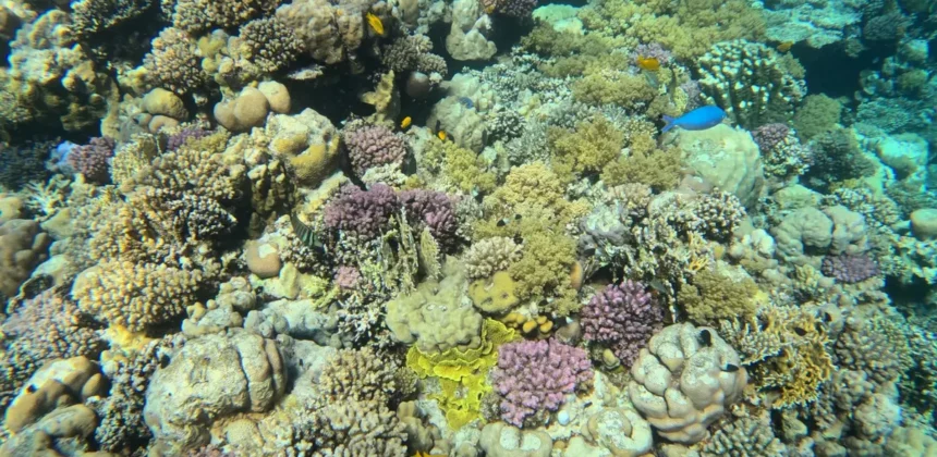 korallenriff-rotes-meer-hurghada &ndash; Inselausflug Hurghada Kosten 2026: Preise & beste Inseln