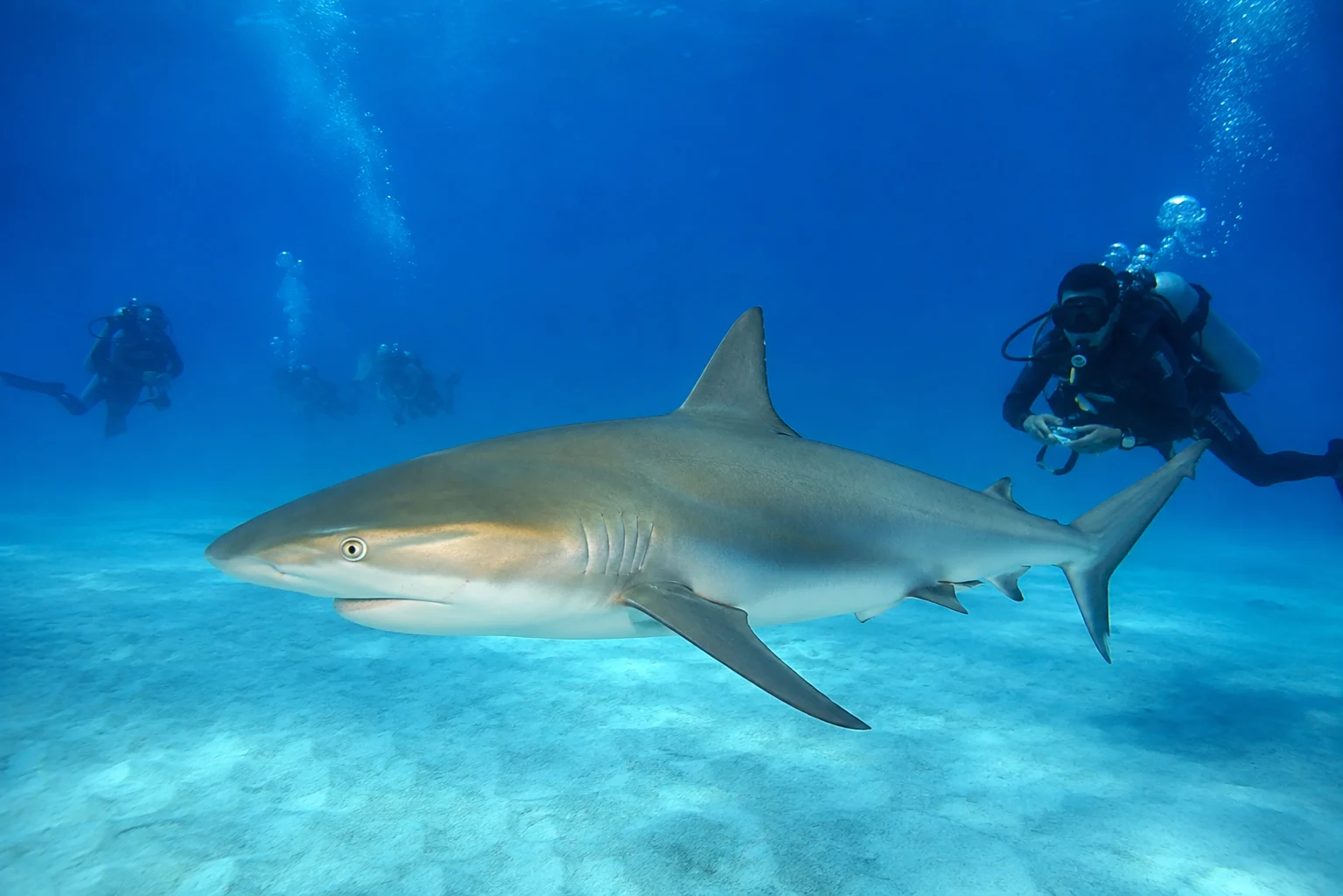 Taucher schwimmt neben einem Hai im klaren Rotem Meer vor &Auml;gypten.