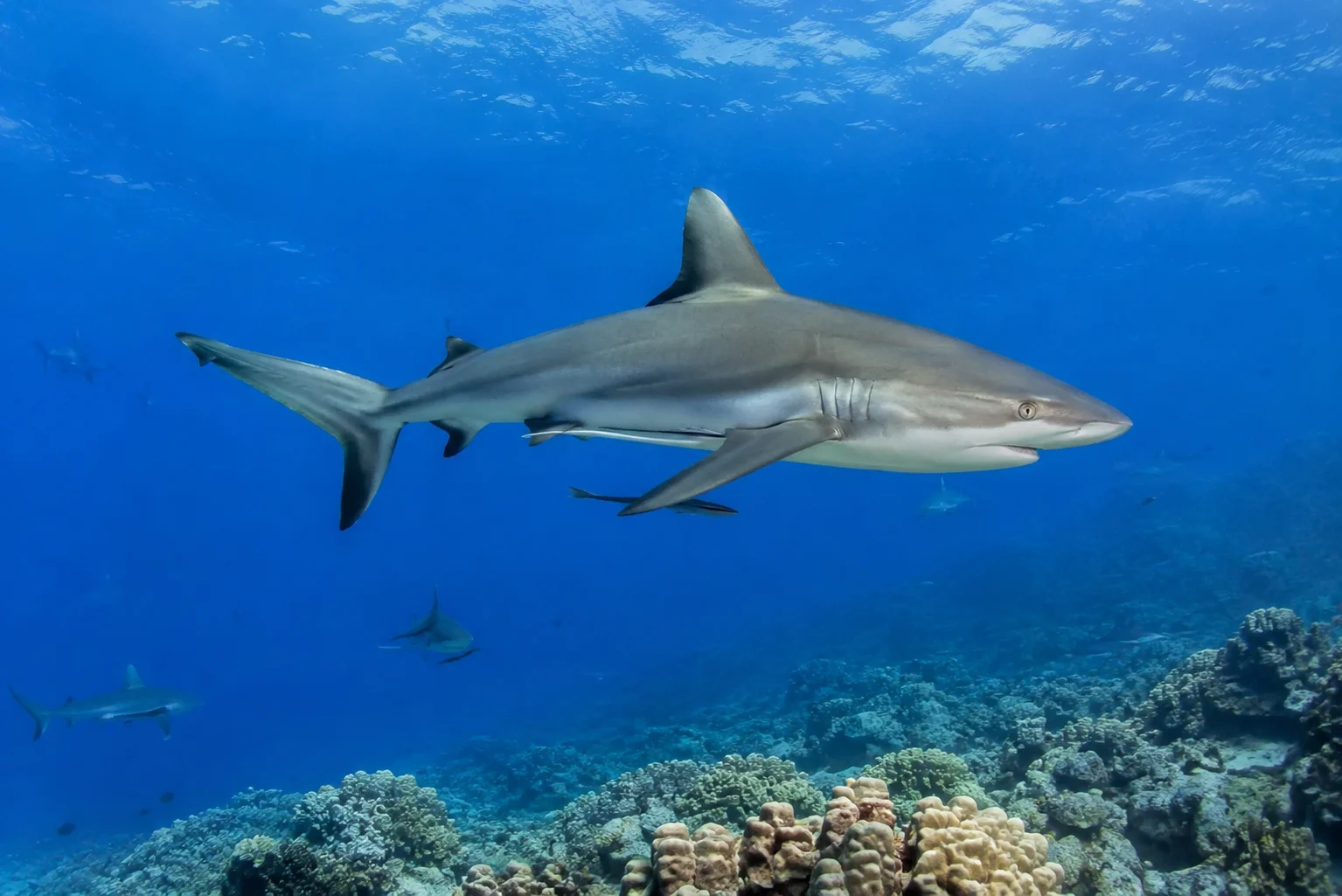 Hai schwimmt &uuml;ber Korallenriff im Roten Meer bei &Auml;gypten.
