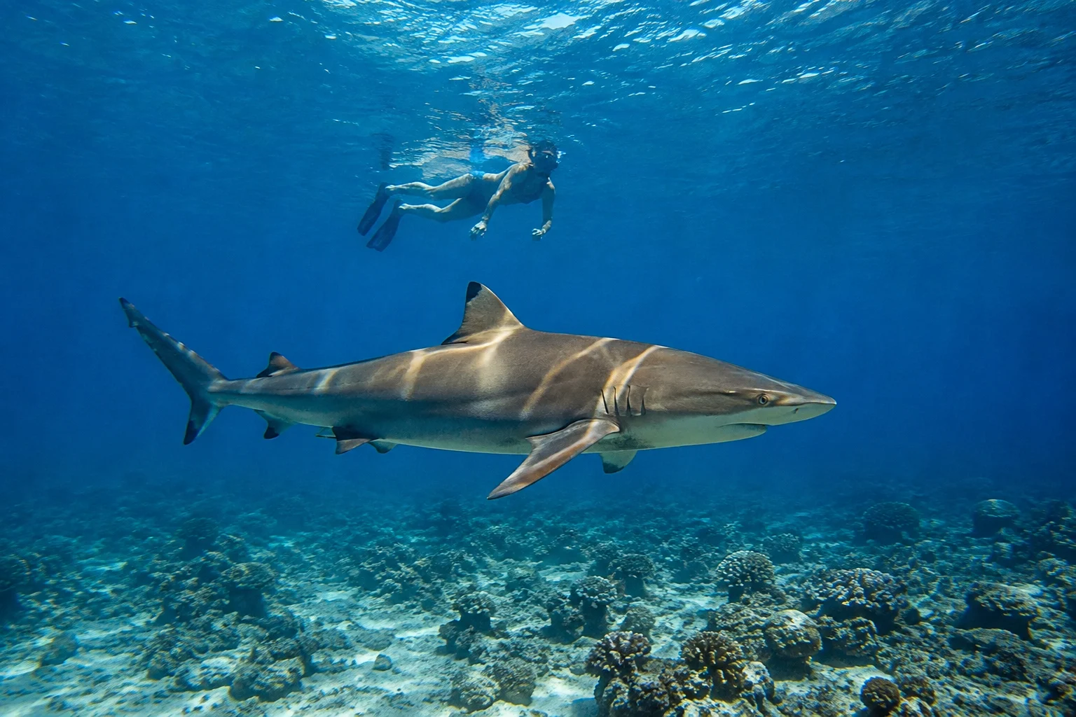Schnorchler schwimmt &uuml;ber einem Hai am Korallenriff im Roten Meer bei &Auml;gypten.
