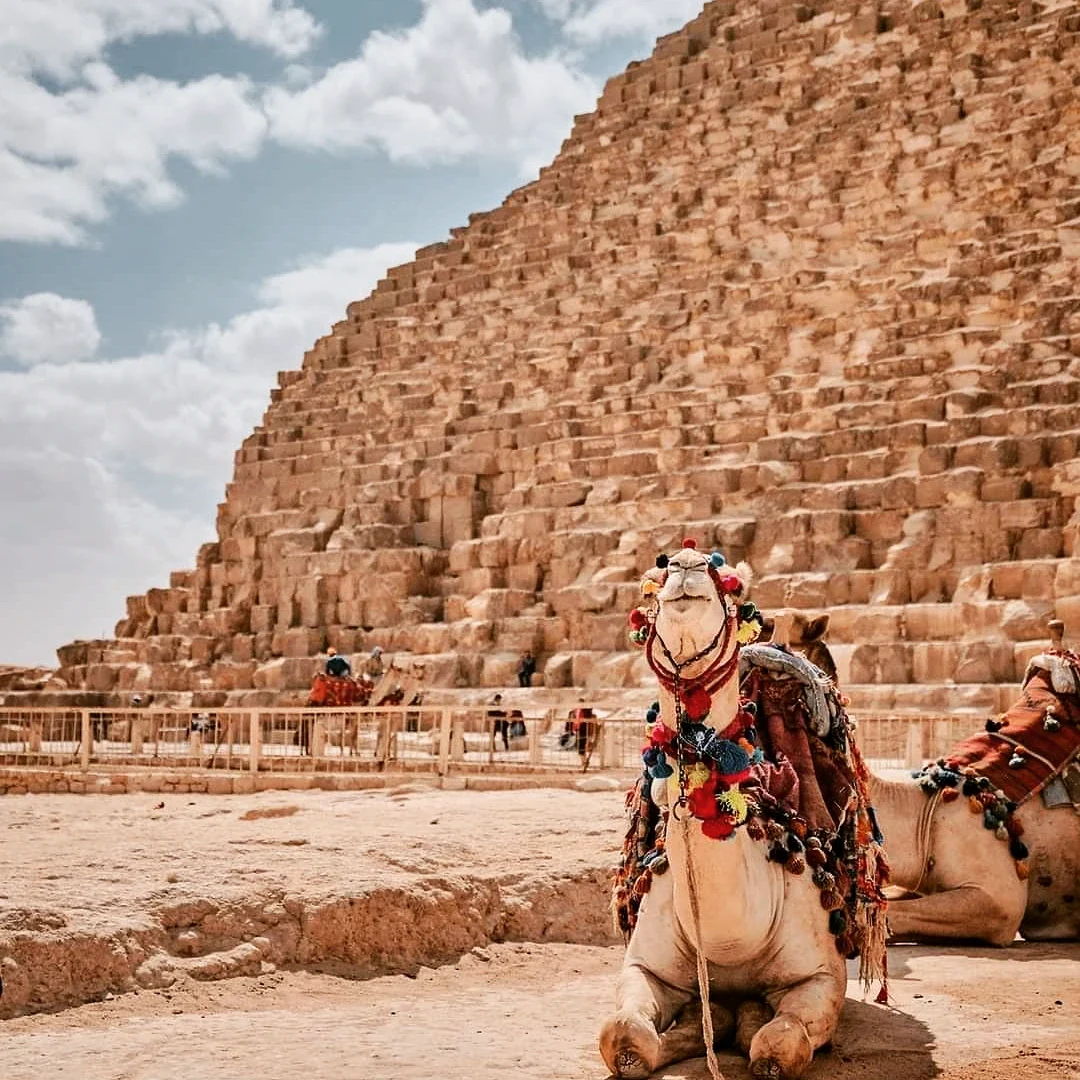 Geschmücktes Kamel ruht vor der Cheops-Pyramide in Gizeh